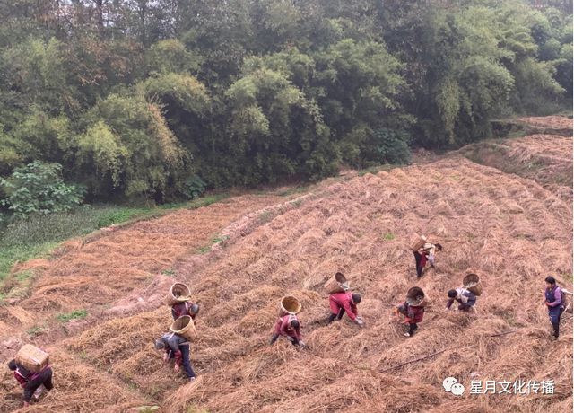 农民种植致富_明年种植什么致富_致富经农村种植