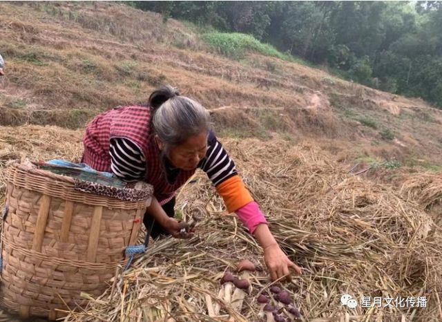 致富经农村种植_明年种植什么致富_农民种植致富