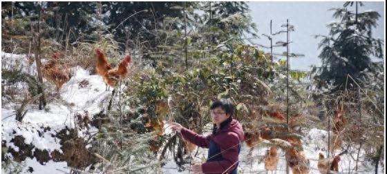 中大研究生住雪峰山养鸡10年，卖出了100万只雪峰乌骨鸡