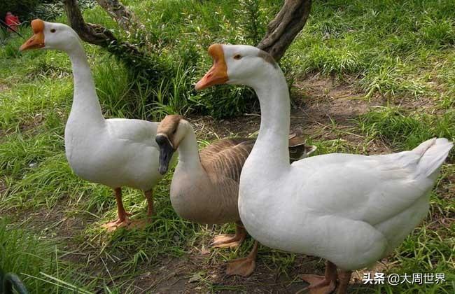 致富经乌骨鸡_乌骨鸡的价钱_乌骨鸡产品