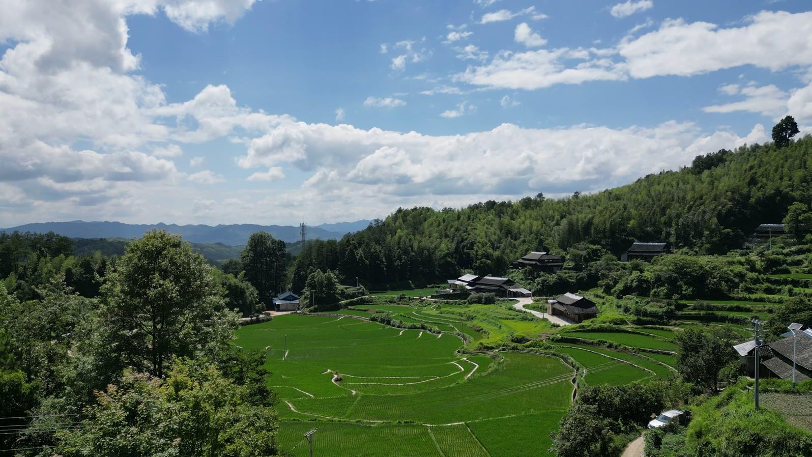 会同若水镇翁顶村：勤耕精管润沃土，稻田飘香致富梦