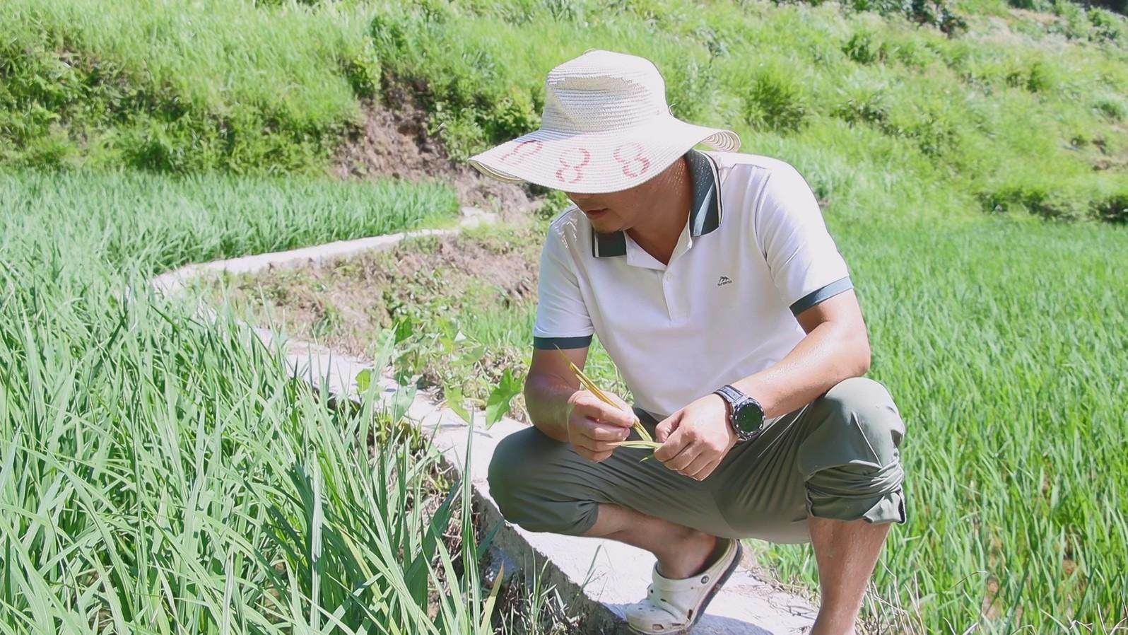 致富经种植有机大米_大米致富种植机有哪些_大米播种机