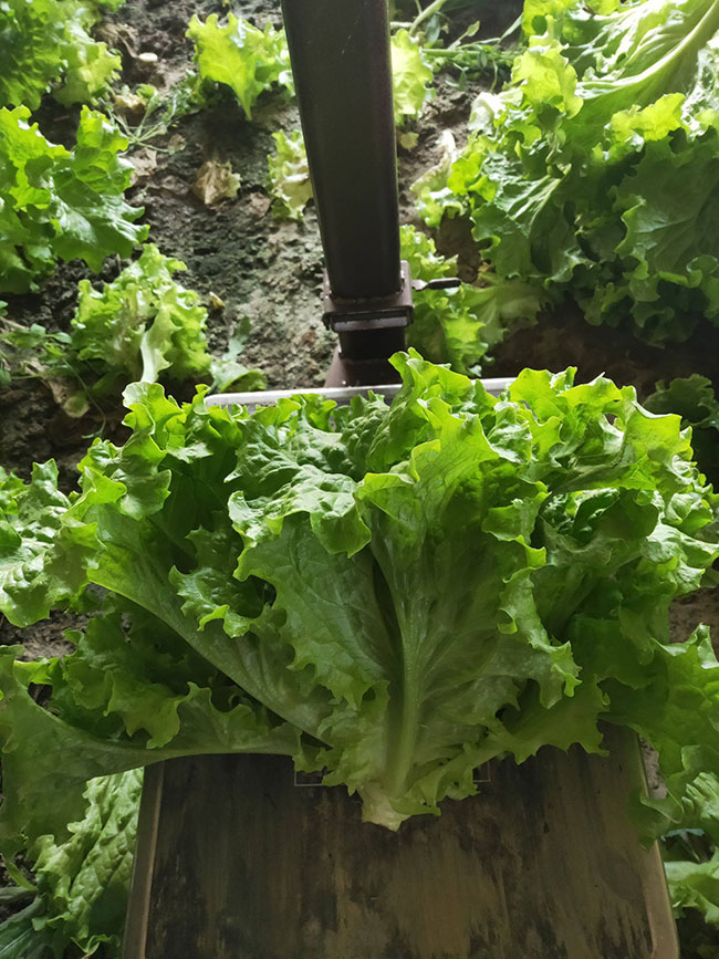 生菜怎么种植?生菜种植时间和方法