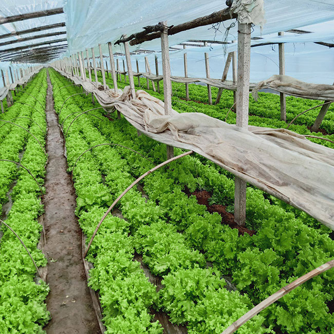 生菜怎么种植?生菜种植时间和方法