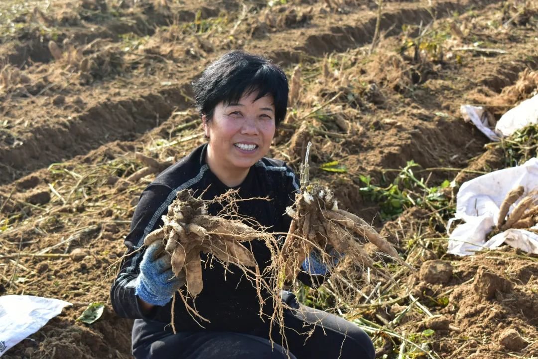 浉河区彭家湾中药开采啦！90后新农人让中药材种植开启群众致富金“药”匙