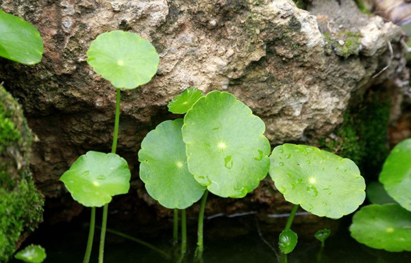 金钱草怎么养？金钱草水培方法