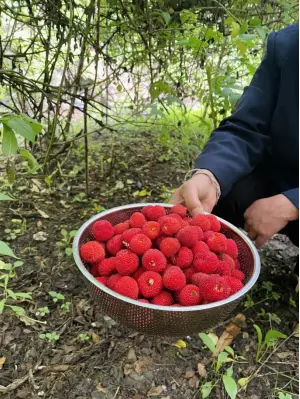 致富经种植草莓_刀鳅养殖cctv致富_cctv致富经树莓