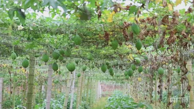 致富经种植瓜喽的视频_宁夏硒砂瓜种植管理视频_白领种植蘑菇致富