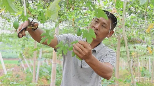 白领种植蘑菇致富_宁夏硒砂瓜种植管理视频_致富经种植瓜喽的视频