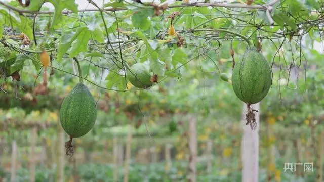 白领种植蘑菇致富_宁夏硒砂瓜种植管理视频_致富经种植瓜喽的视频