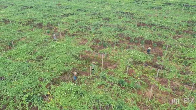 宁夏硒砂瓜种植管理视频_白领种植蘑菇致富_致富经种植瓜喽的视频