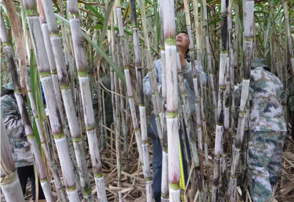 甘蔗 种植技术_黄金甘蔗种植技术_甘蔗种植技术及管理方法