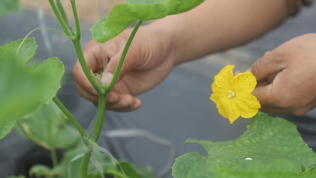 致富立体种植项目有哪些_农村立体种植_立体种植致富项目