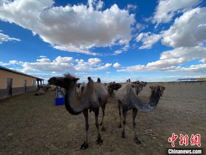 万驼园里的骆驼悠闲地吃草。　阿丽娅·吐尔洪 摄