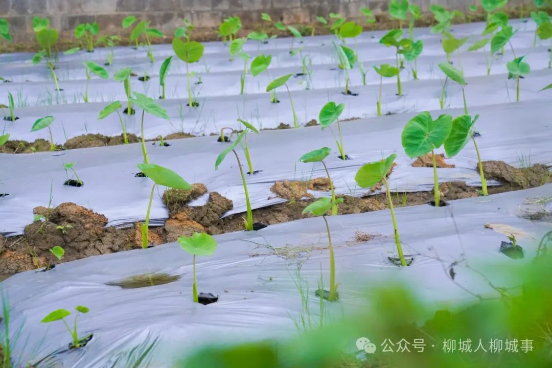 竹鼠养殖技术每日农经_农村竹鼠养殖_竹鼠养殖成本与风险