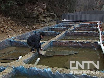 四川养蟾蜍基地致富经_四川养蟾蜍基地致富经_四川养蟾蜍基地致富经