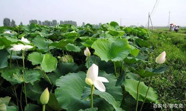 藕莲子种植技术视频_藕莲子怎么种植_莲子藕的种植技术