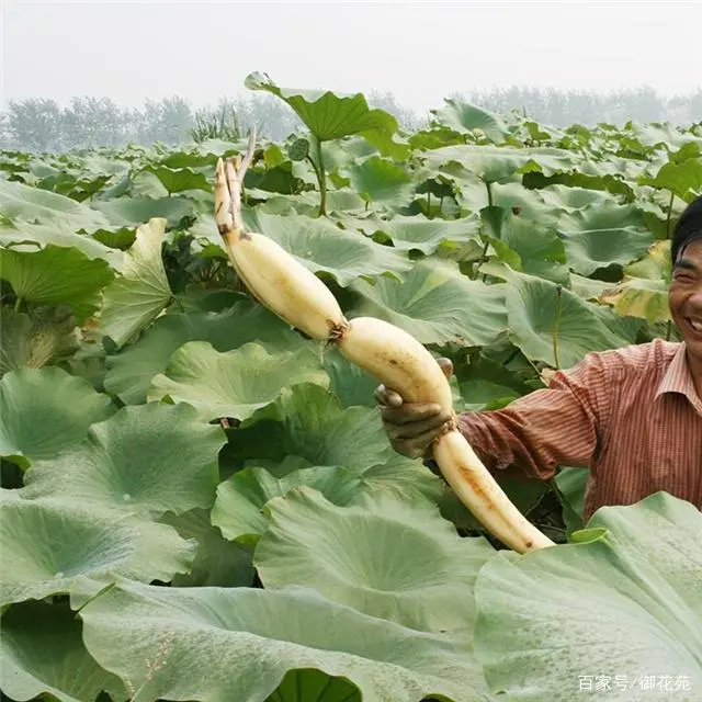 藕莲子种植技术视频_藕莲子怎么种植_莲子藕的种植技术