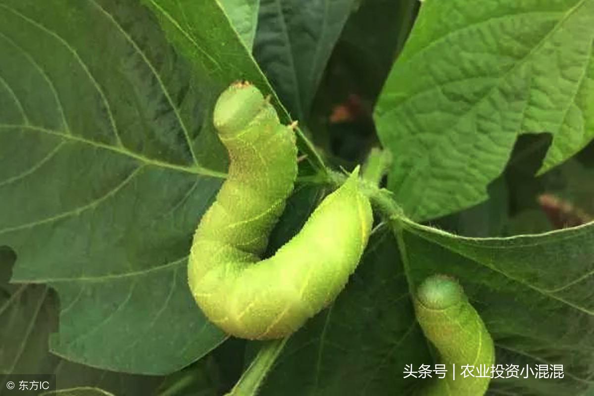 农业算大账系列：豆丹是什么？养殖这吃大豆叶的虫子每亩赚1万6