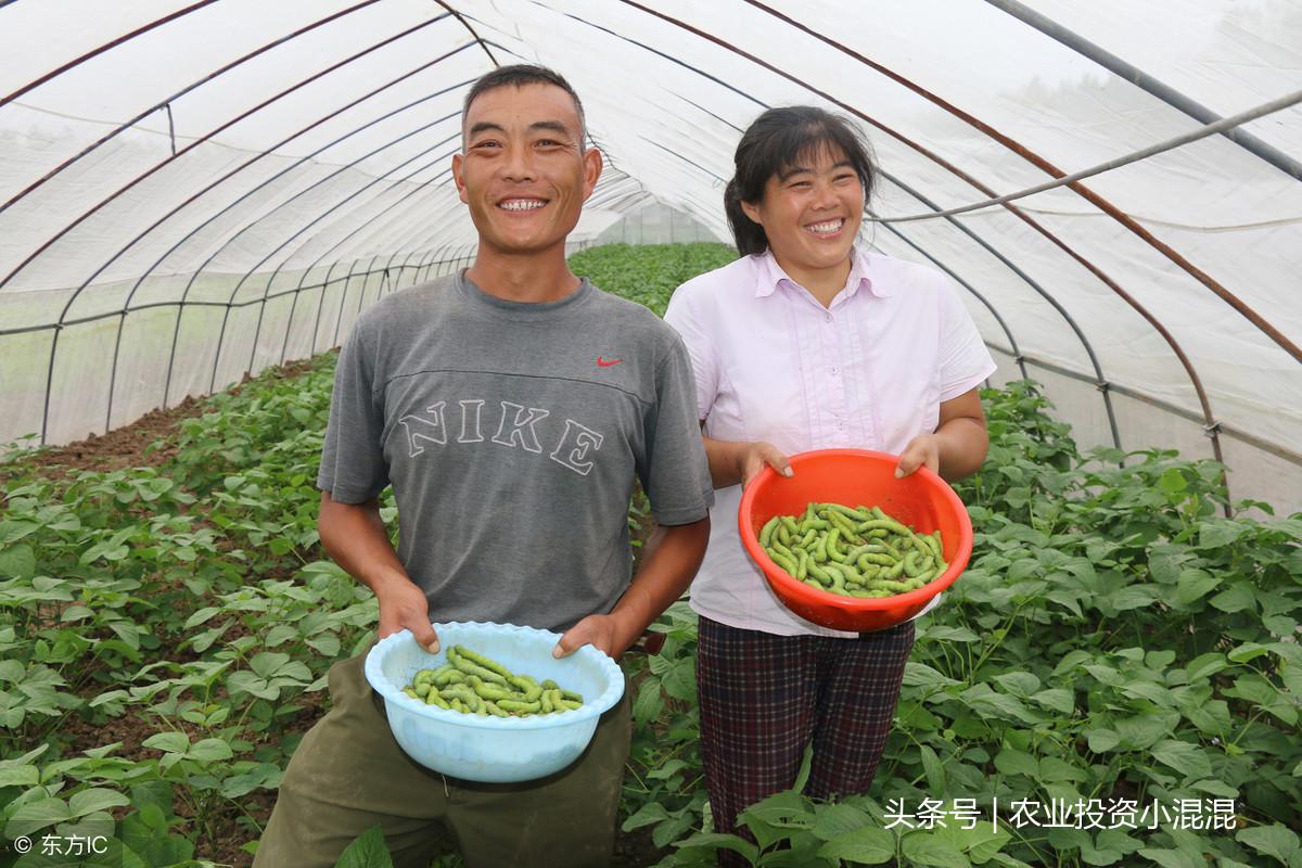 黄豆粉生产加工工艺_致富经黄豆粉_黄豆粉的价格