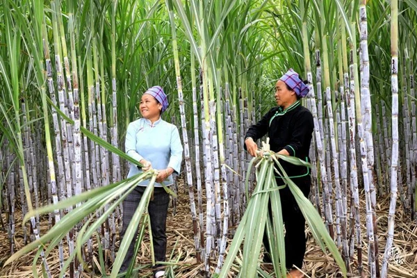 黄金甘蔗种植技术_甘蔗种植技术及管理方法_甘蔗 种植技术