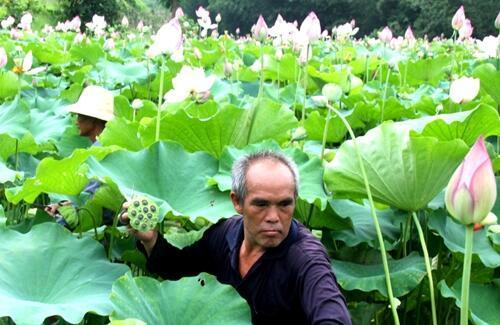 藕莲子种植技术视频_藕莲子怎么种植_莲子藕的种植技术