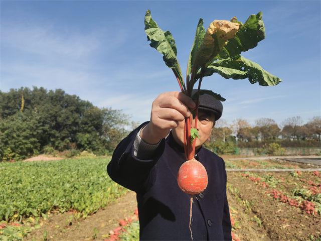 常州萝卜干：到苏北去，包地种萝卜