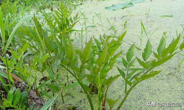 水芹菜在池塘种植技术视频_鱼塘水芹菜种植技术_鱼塘水芹菜种植视频