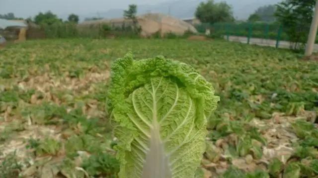 娃娃种植菜图片技术图_娃娃菜种植图片大全_娃娃菜种植技术图片