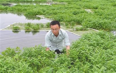 鱼塘水芹菜种植技术_鱼塘水面芹菜种植_水芹菜养鱼