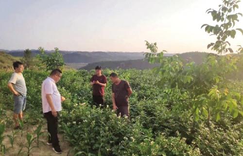 致富经黄豆粉_黄豆粉生产加工工艺_黄豆粉的价格