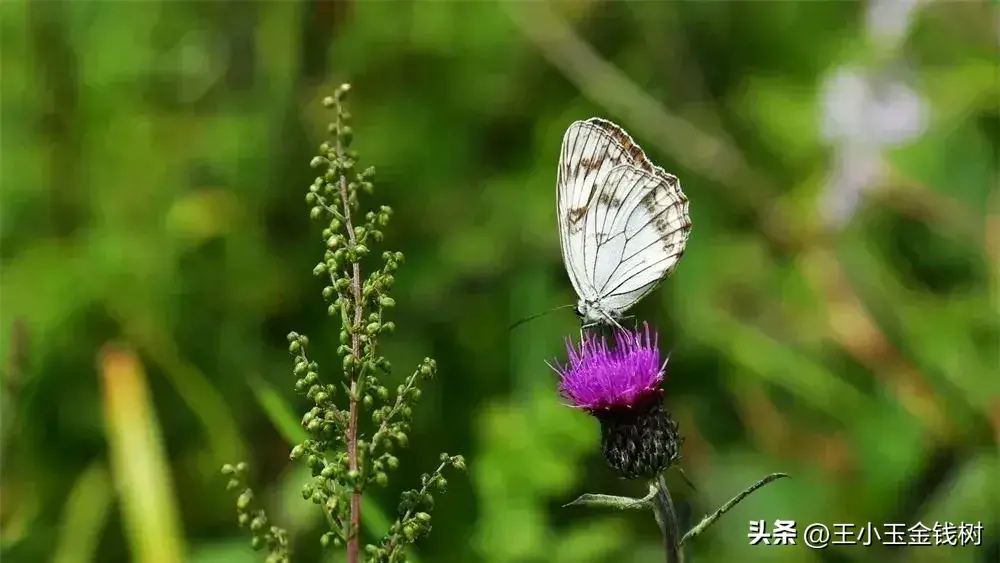 志愿服务经验做法_讲解优秀志愿服务_志愿工作的优质经验做法