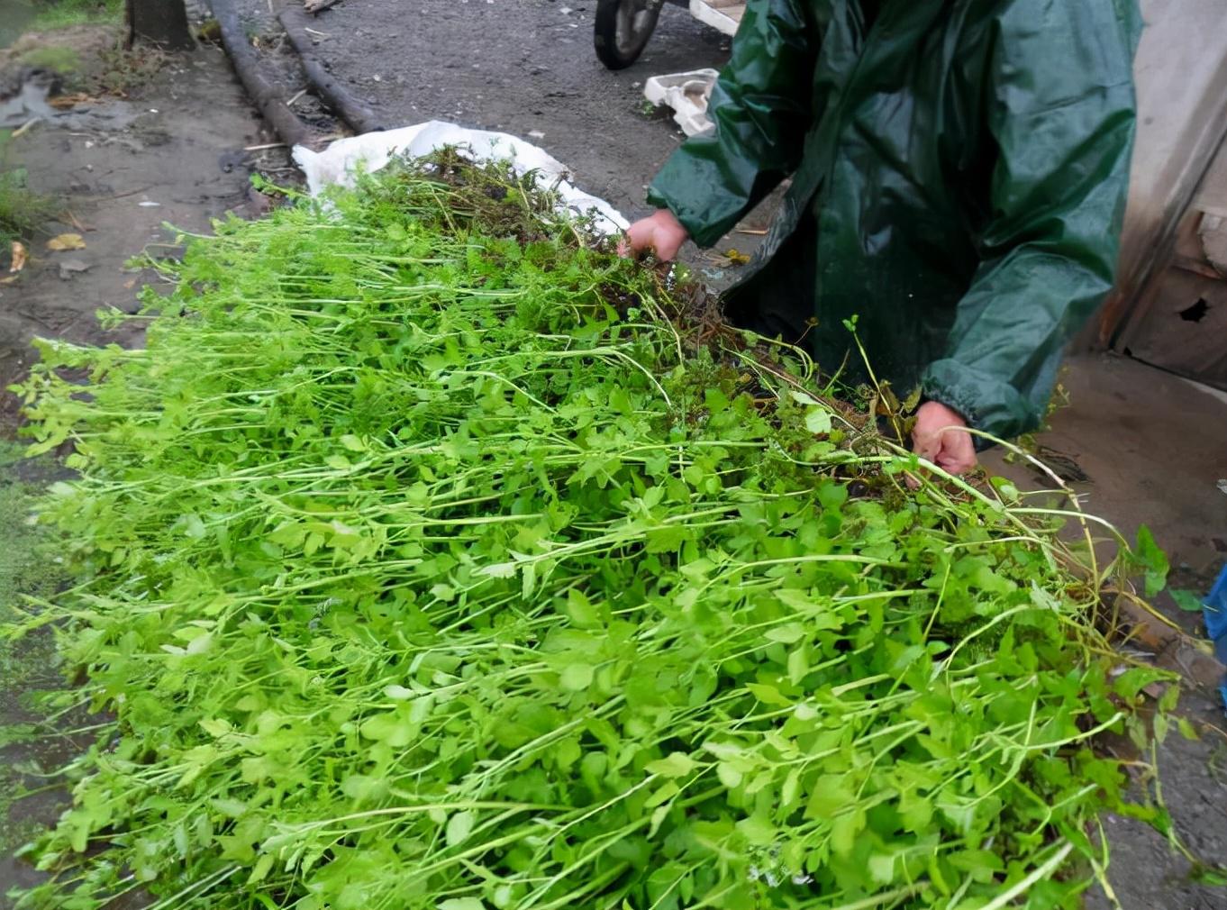 鱼塘水面芹菜种植_水芹菜养鱼_鱼塘水芹菜种植技术