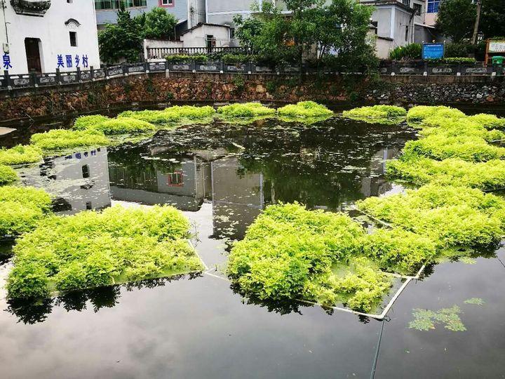 生态水体修复的“新武器”：青青水芹菜 治污显身手