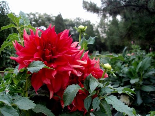 花贲种植技术_花卉种植技术视频_种植花教程视频