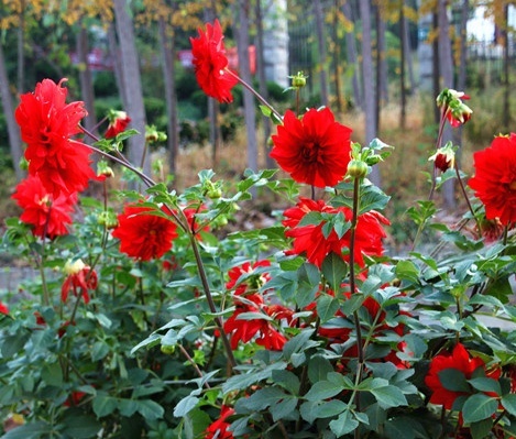 种植花教程视频_花卉种植技术视频_花贲种植技术