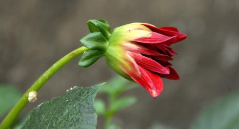 花贲种植技术_花卉种植技术视频_种植花教程视频