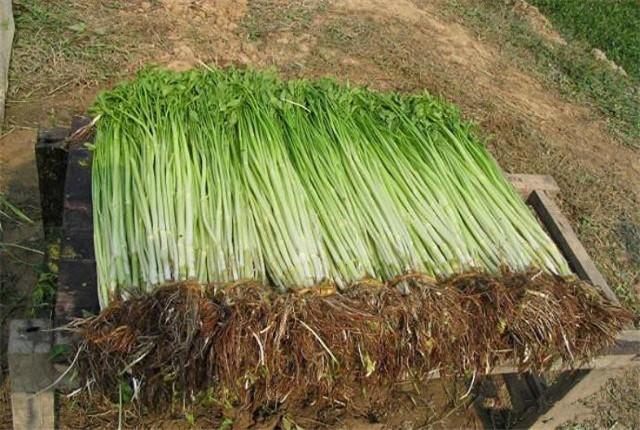 池塘里怎样种植水芹菜_芹菜在水里的种植方法_鱼塘水芹菜种植技术