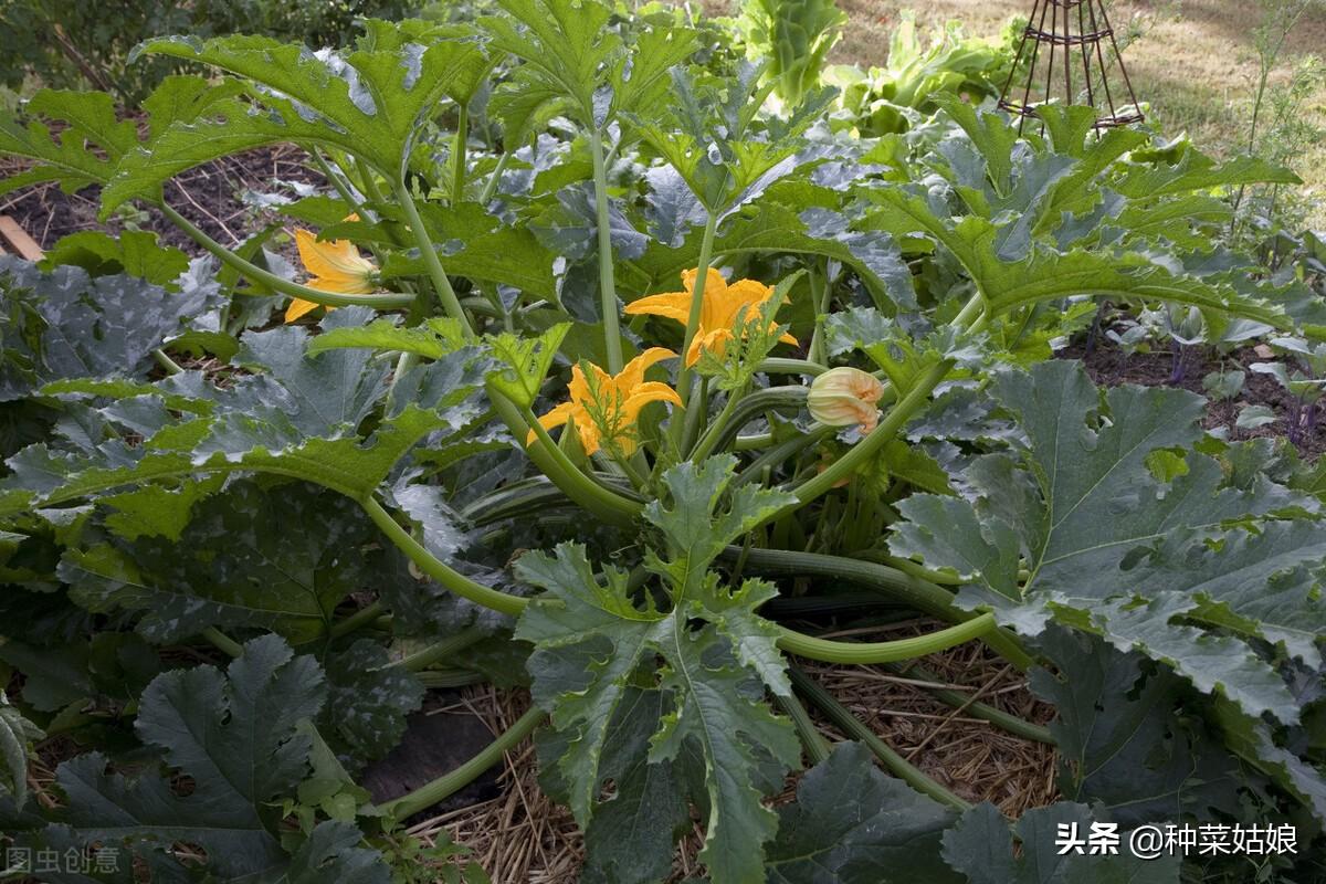 农广天地葫芦种植视频_葫芦种植基地_农广天地葫芦种植技术