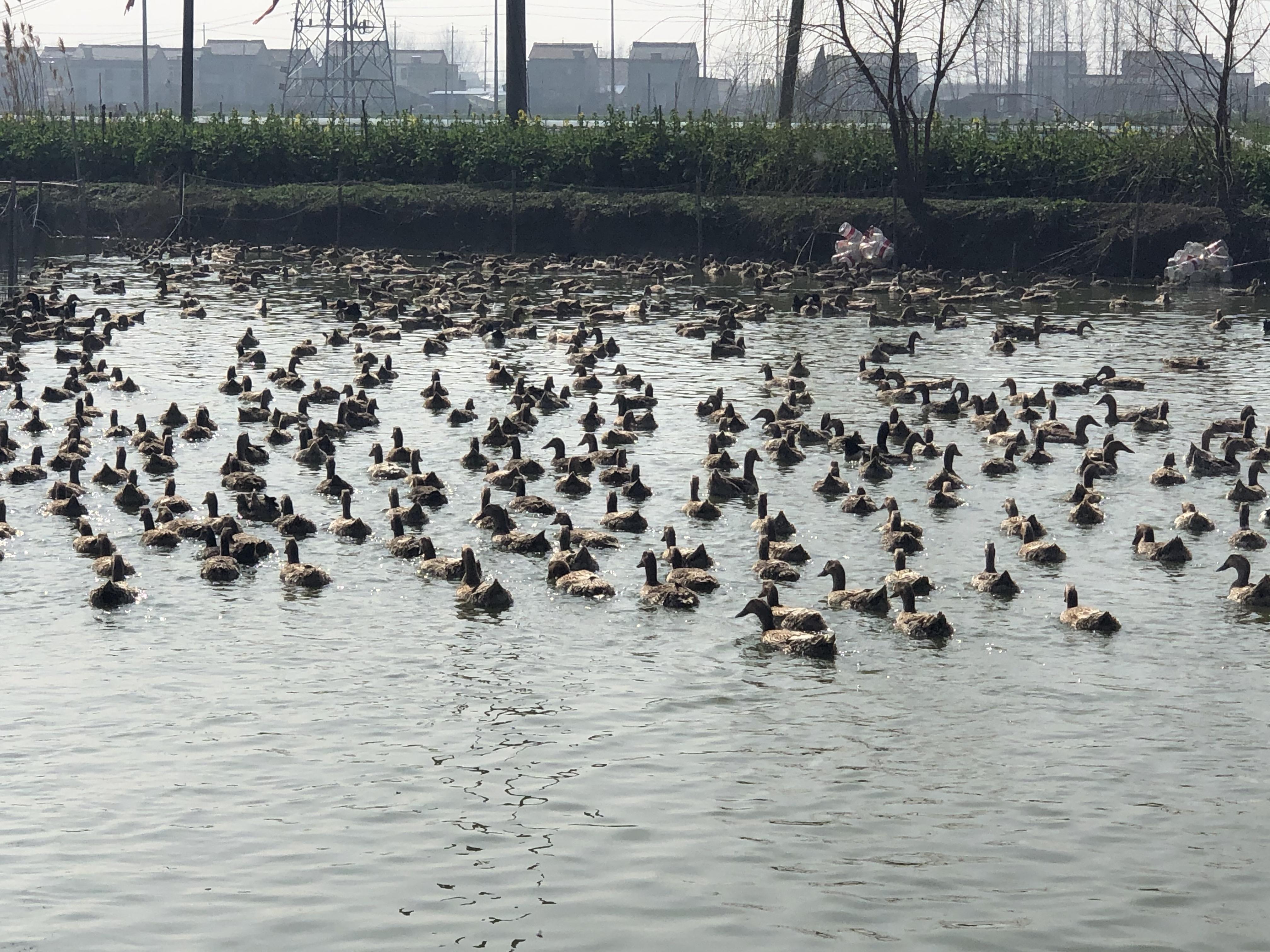 蚯蚓养鸭收益_蚯蚓吃鸭粪吗_养鸭吃蚯蚓致富经视频