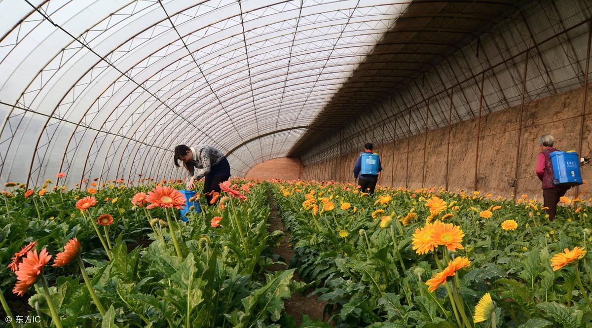 黄瓜种植视频大棚_温棚黄瓜种植技术视频_温室大棚黄瓜种植技术视频