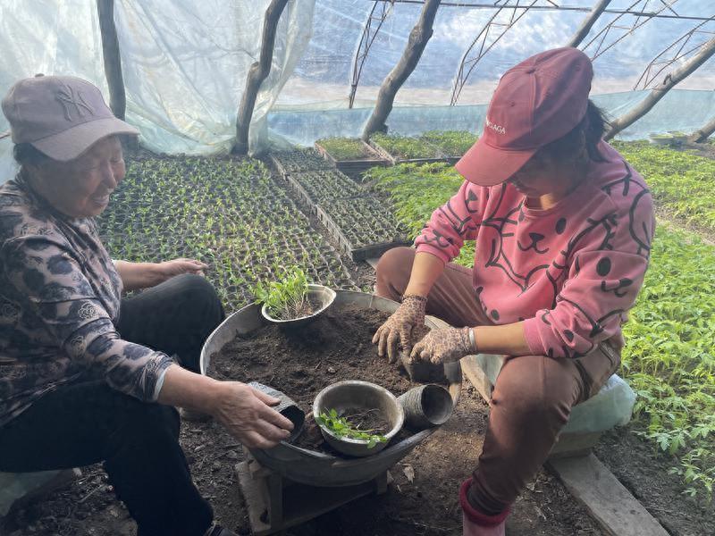 抢前抓早，致富增收！小镇棚室蔬菜长势旺