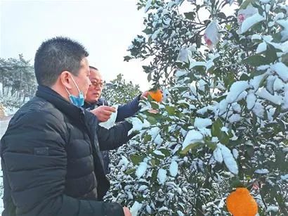 四川橘子批发多少钱一斤_致富经四川橘子_致富橘子四川能种吗