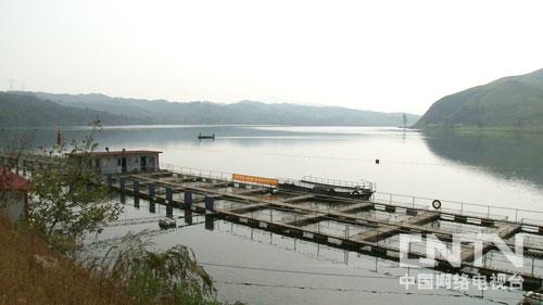 湖南五步蛇养殖基地_致富经五步蛇湖南_湖南五步蛇图片