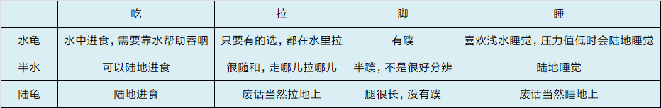 养殖草龟致富_致富养殖草龟怎么样_致富养殖草龟图片