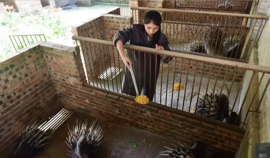 致富养殖央视豪猪视频_央视豪猪养殖致富_2020年最火的养殖豪猪