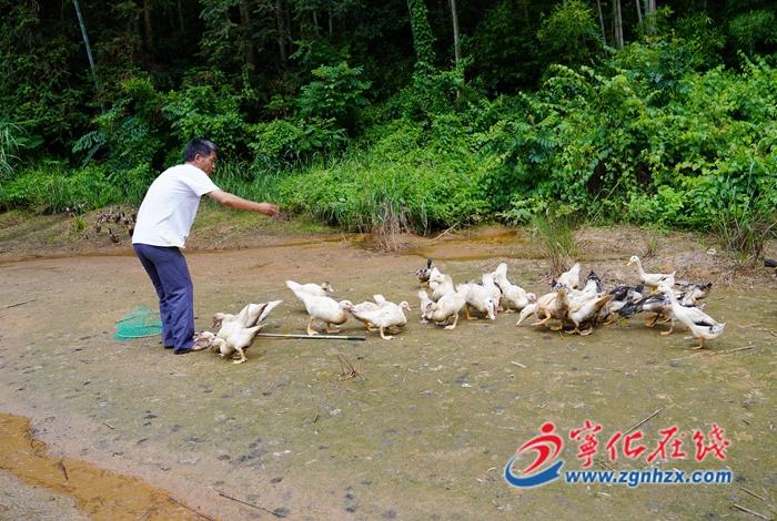 蚯蚓养鸭收益_致富经蚯蚓养鸡视频_养鸭吃蚯蚓致富经视频