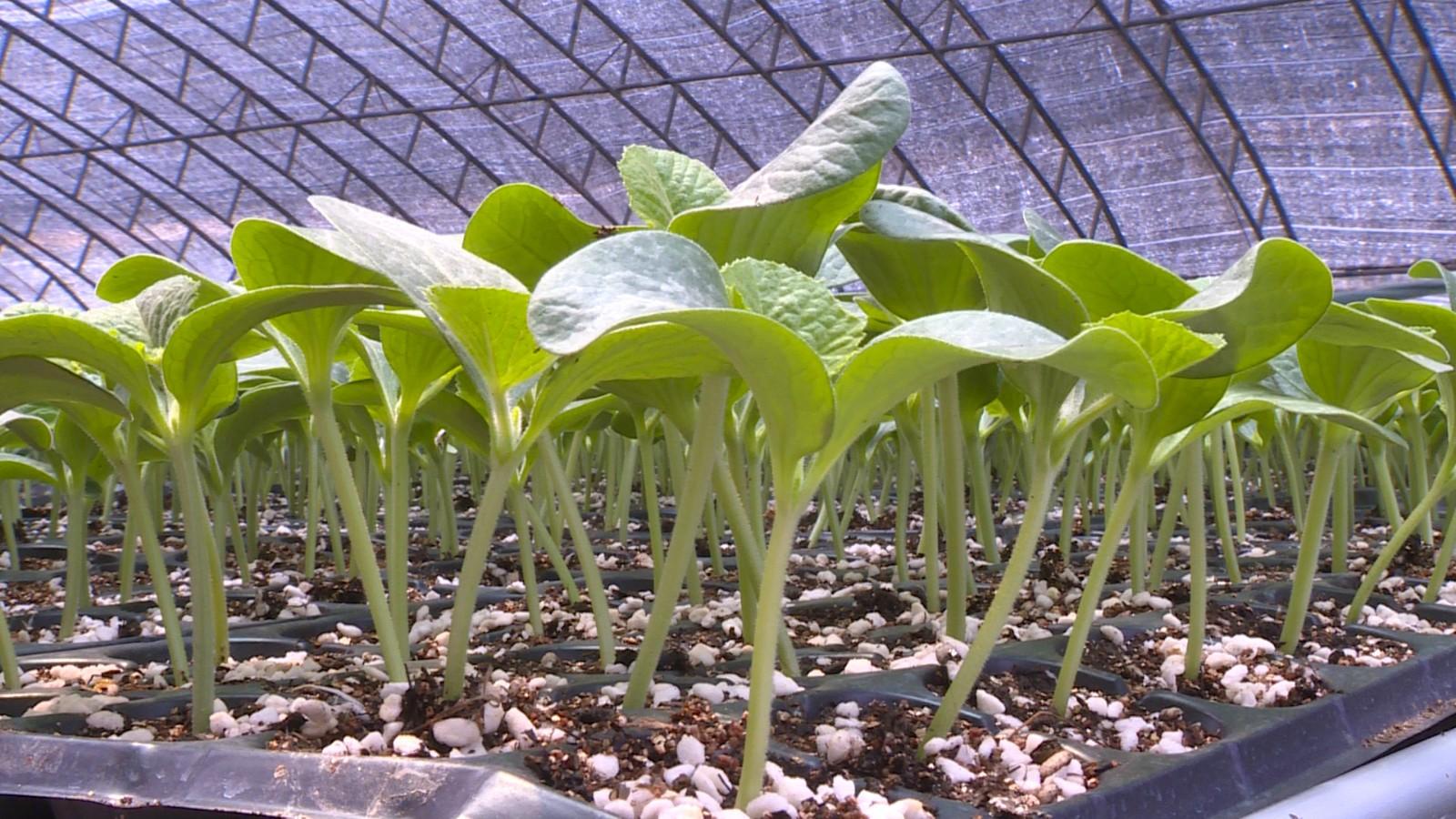 黄瓜大棚育苗方法视频_黄瓜种植视频大棚_温棚黄瓜种植技术视频