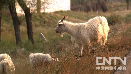 湖南五步蛇图片_致富经五步蛇养殖视频_致富经五步蛇湖南