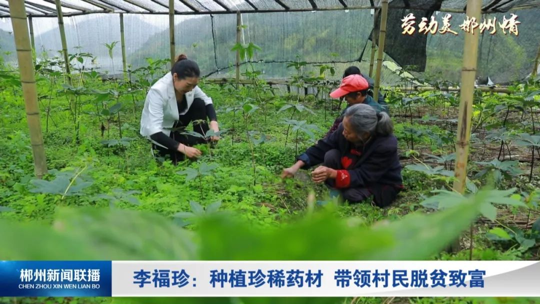 【视讯桂东】李福珍：种植珍稀药材  带领村民脱贫致富